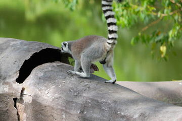 lemur catta sitting on a stump © Sanit