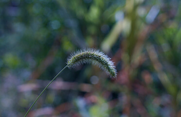 An ear of barley