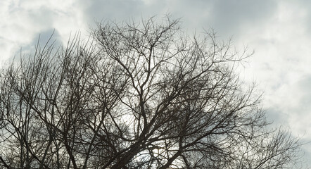 White cloud behind tree trunk and branches
