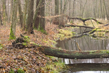 Naklejka premium Trees covered wit moss, forest in a autumn. Forest stream.