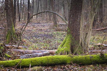 Trees covered wit moss, forest in a autumn.