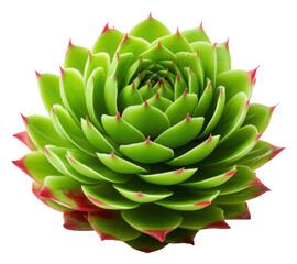 Fototapeta premium PNG Photography of houseleek artichoke flower plant.