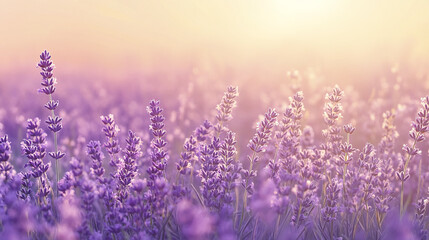 Naklejka premium Lavender field in soft pastel hues, creating serene atmosphere