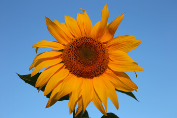Close up photo of sunflower, blue sky on background