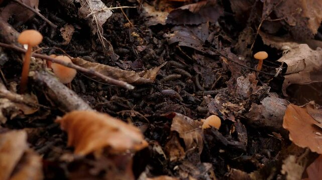 There are many small larvae in the soil among foliage and mushrooms in the forest in autumn. 