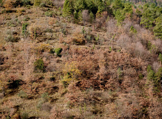 The territory and vegetation in the Lucéram area, France.