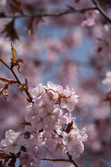 Obraz premium 青空をバックに咲く満開の桜