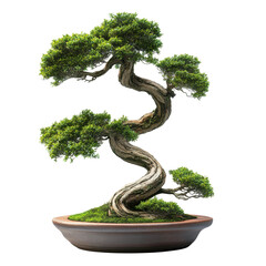 Intricately Shaped Bonsai Tree with Lush Green Foliage in Elegant Ceramic Pot
