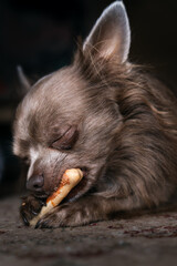 Lilac cute longhair chiwawa eating "sweets", close-up