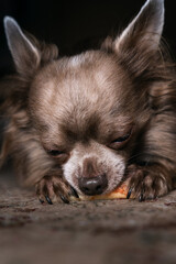 Lilac cute longhair chiwawa eating "sweets", close-up