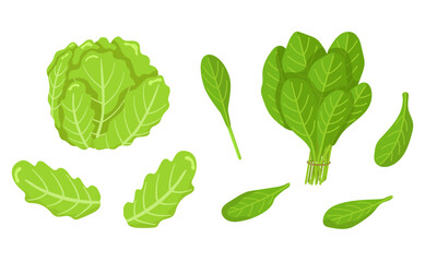 Vector set of spinach and iceberg lettuce isolated on white background. Vegetarian food. Pictures for packaging design and culinary products.
