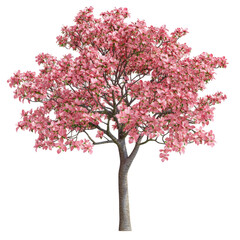 Obraz premium Beautiful Blossoming Cherry Tree Standing in Full Bloom Against a Clear Blue Sky