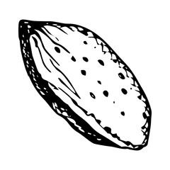 Vector illustration of whole almond. Hand drawn sketch in black ink. Monochrome clip art of nut is perfect for cooking, botanical ingredients, menu, recipe book, bakery packaging and natural cosmetics