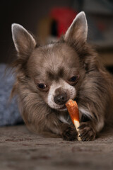 Lilac cute longhair chiwawa eating 