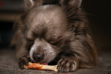 Lilac cute longhair chiwawa eating "sweets", close-up