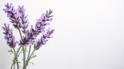 Obraz premium Lavender Flowers Isolated on a White Background.