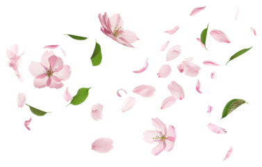 PNG Delicate pink flower petals scattered