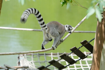 lemur catta sitting on a rope © Sanit