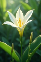 white lily flower