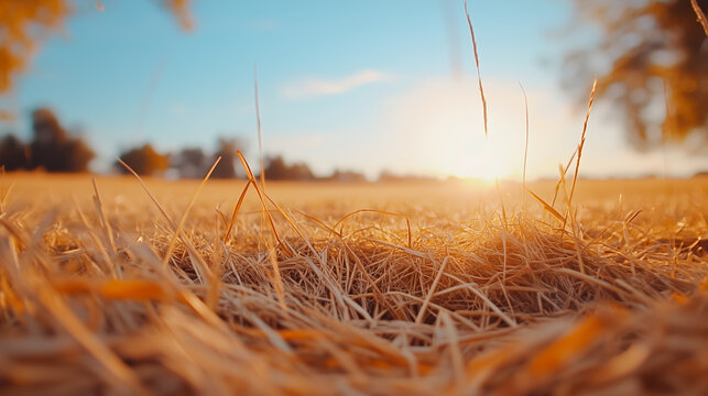 Golden sunlight shines on a grassy field during a peaceful evening in autumn