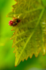 naissance d'une grappe de raisin