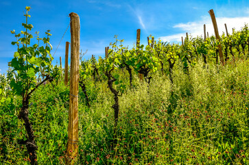 Fototapeta premium vignoble enherbé
