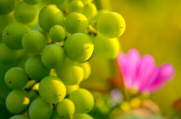 grappe de raisins et fleuve mauve