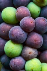 grappe de raisins bicolores
