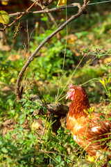 poule dans un vignoble