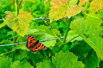 papillon petite tortue dans une vigne © Patrick