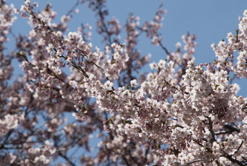 厚田の桜で有名な墓地公園で撮影した満開の桜