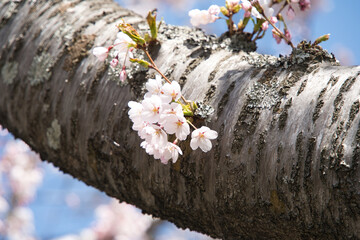 厚田の桜で有名な墓地公園で撮影した満開の桜