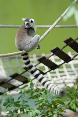 lemur catta sitting on a rope