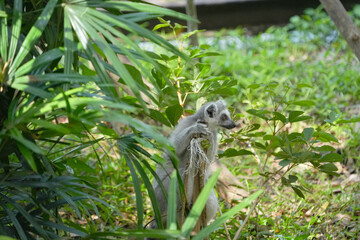 lemur catta sitting on a tree