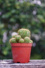 Group of cactus in flowerpot with green leaf bokeh background