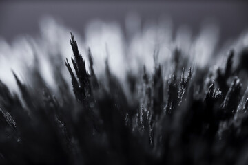 Reaction of iron dust to a magnetic field. Iron filings spikes. Neodymium magnet. Isolated on a...