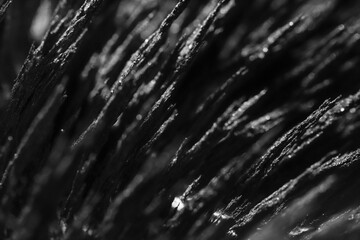 Reaction of iron dust to a magnetic field. Iron filings spikes. Neodymium magnet. Isolated on a...