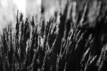 Fototapeta premium Reaction of iron dust to a magnetic field. Iron filings spikes. Neodymium magnet. Isolated on a black background.