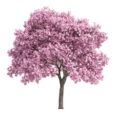 Fototapeta premium Beautiful Cherry Blossom Tree in Full Bloom Against a Clear Blue Sky
