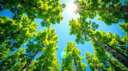 Fototapeta premium An Upward View of Lush Green Canopy Under a Bright Sunny Sky