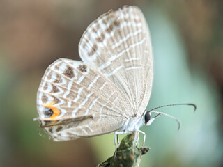 Close up of the common blue butterfly (Jamides celeno)