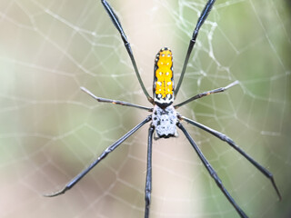Close up of spider in web, northern golden orb weaver spider (Nephila pilipes)