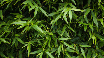 Obraz premium Bamboo leaves swaying under sunlight