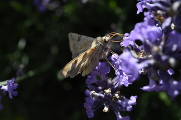 humming-bird hawk-moth