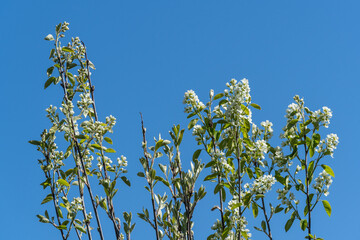 White flowers on vertical branches of Amelanchier canadensis, shadberry, shadberry against blue sky. Blurred plan. Selective focus. Close-up. Nature concept for design. Place for tex