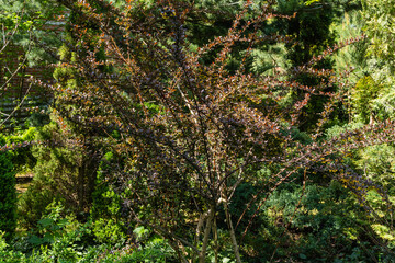 Evergreen garden. Beautiful lilac foliage on curved branches of barberry Berberis thunbergii Atropurpurea against blurred background of greenery. Nature concept for design. Selective focus