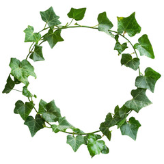 Fototapeta premium Vibrant Green Ivy Vine Embracing White Wall on Transparent Background