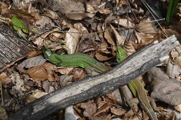 lizard on the tree
