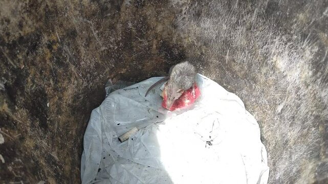 Mouse video. mouse in the trash. a rat trapped in a trash can. Rats eating in the trash.