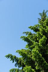 Spruce Picea omorika Karel. Close-up of green and silver needles of Picea omorika Karel spruce against blue spring sky. Selective focus. Natural sunlight. Nature concept for design.